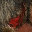 badger-injury-crisp1.jpg