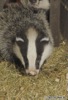 Patch the Badger