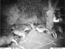 Badgers at night