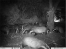 Badgers at night
