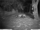 Badger having a quiet moment to relax